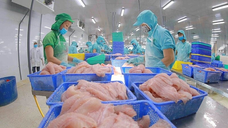 D’après les statistiques du département des Douanes vietnamiennes, du mois de janvier au 15 juin 2025, les exportations vietnamiennes de pangasius ont atteint 915 millions de dollars, soit une hausse de 11 % par rapport à la même période de l’année dernière. Photo : NDEL ca-2.jpg