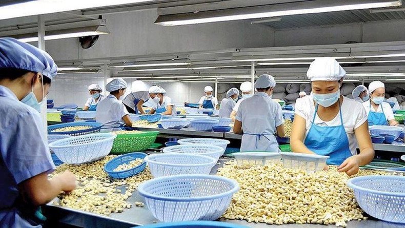 Le Vietnam est le premier exportateur mondial de noix de cajou décortiquées, représentant plus de 80 % du commerce international. Photo : congthuong.vn