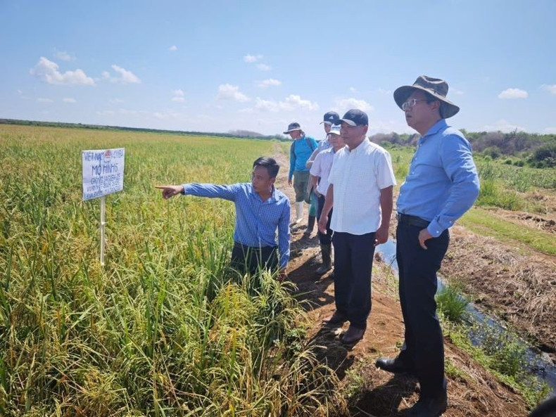 L'ambassadeur vietnamien à Cuba, Le Quang Long (1er à droite), examine la mise en œuvre de la 5e phase du projet de coopération Vietnam – Cuba dans le développement de la production de riz pendant la période 2019 – 2023 dans le district de Calimete, province de Matanzas. Photo : Ambassade du Vietnam à Cuba. long.jpg