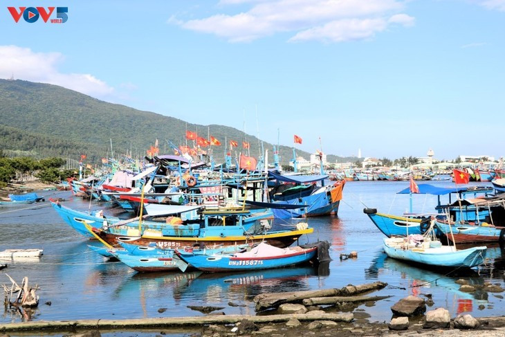 Dà Nang compte plus de 4.100 bateaux de pêche, dont près de 1.200 de grande capacité. Photo : VOV