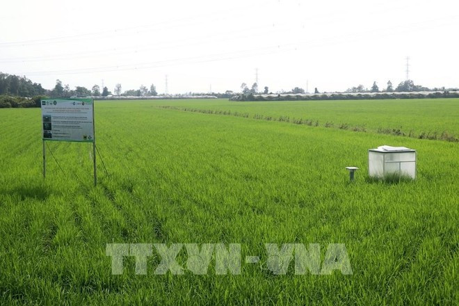 Rizières cultivées pour réduire les émissions à la socété New Green Farm, Can Tho. Photo : VNA. Rizières cultivées pour réduire les émissions à la socété New Green Farm, Can Tho. Photo : VNA.