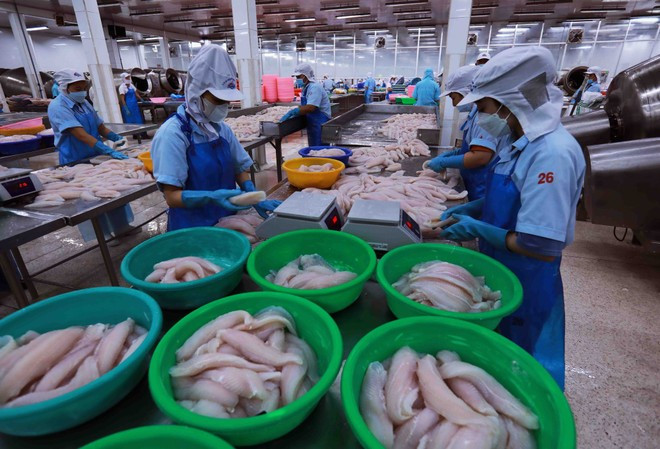 Transformation des produits aquatiques destinés à l'exportation. Photo : VNA. Transformation des produits aquatiques destinés à l'exportation. Photo : VNA.