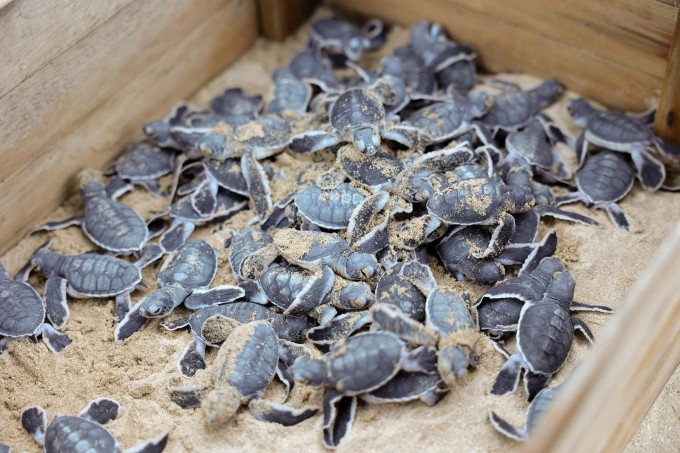 De mars à octobre est la saison de nidification des tortues de mer. Des centaines reviennent sur les plages du parc national de Con Dao pour y pondre. Photo : Six Senses Con Dao De mars à octobre est la saison de nidification des tortues de mer. Des centaines reviennent sur les plages du parc national de Con Dao pour y pondre. Photo : Six Senses Con Dao