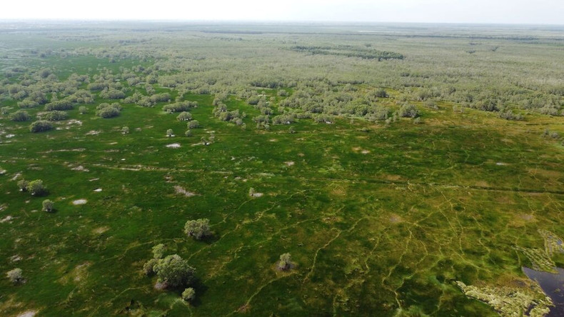 Panorama du Parc national de Tràm Chim. Photo : VNA