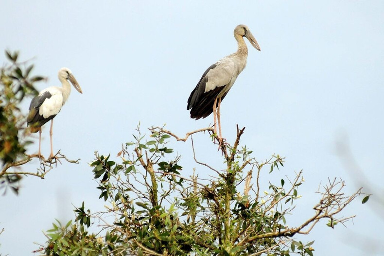 Des bec-ouvert indiens prennent leurs quartiers au Parc national de Tràm Chim. Photo : VNA