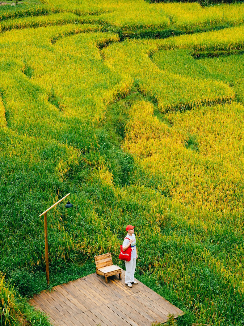 La meilleure saison pour voir les rizières de Sapa en pleine maturité dorée, juste avant la récolte, est de mi-septembre à octobre. Durant cette période, le riz des terrasses change de couleur, passant du vert éclatant au jaune doré, créant un paysage spectaculaire apprécié des photographes et des touristes. Photo : Pham Trong Nghia/laodong.vn