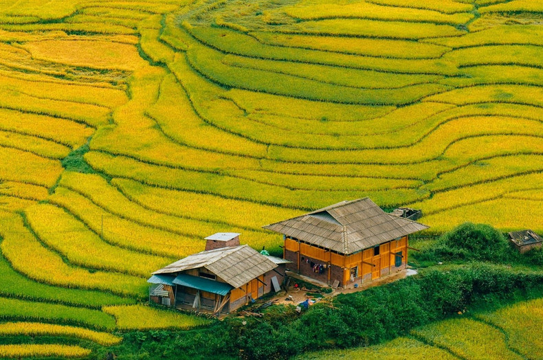 Parmi les lieux d’observation idéaux, on peut citer la vallée de Muong Hoa, surnommée « la gigantesque broderie » des H’Mong, avec ses rizières sinueuses épousant délicatement les flancs de montagne. Photo : Pham Trong Nghia/laodong.vn