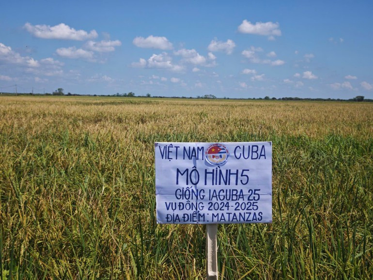 À ce jour, 25 variétés de riz vietnamien ont été cultivées à titre d’essai dans les zones du projet. Parmi elles, quatre ont obtenu une homologation officielle sous le nom de « ViBa » (contraction de Vietnam et Cuba), symbolisant la solidarité entre les deux nations. Photo : Ambassade du Vietnam à Cuba. mh-5.jpg