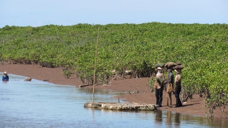 Le système de mangroves dans le parc national de Xuan Thuy constitue non seulement un bouclier naturel contre les catastrophes climatiques, mais il contribue également à assurer des moyens de subsistance durables aux populations locales. Photo : NDEL xt.jpg