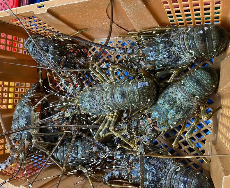 La valeur cumulée des exportations de homards du Vietnam sur les dix premiers mois de 2025 a atteint 712 millions de dollars, soit une hausse de 135 % sur un an. Photo : VNA