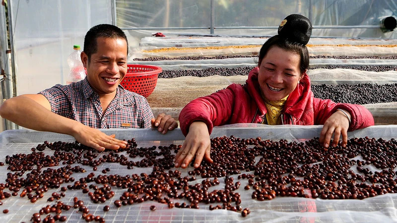 Les membres de la coopérative Aratay Coffee dans la commune de Chiêng Chung, district de Mai Son, province de Son La, trient les grains de café. Photo: nhandan.vn