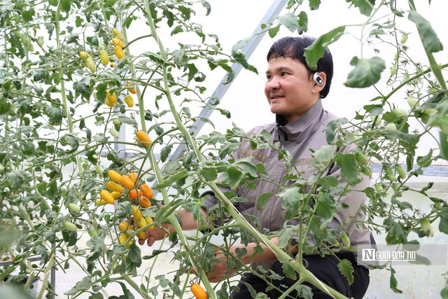 Nguyên Tuân Anh à côté de son jardin de tomates. Photo : nguoiduatin.vn