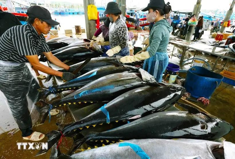 Les exportations de thon devraient atteindre un milliard de dollars cette année. Photo: VNA.