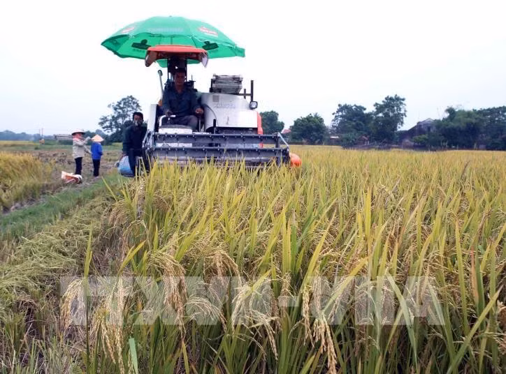 Bac Giang améliore la qualité de ses produits agricoles. Photo : VNA.