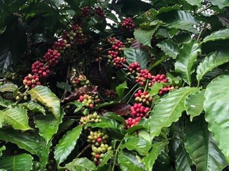 Le Vietnam reste le deuxième exportateur mondial de café. Photo : VNA.
