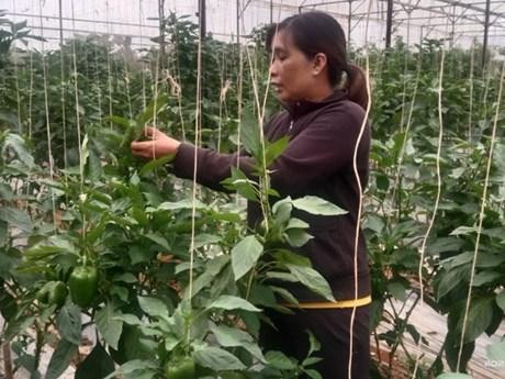 Ka Luong et sa plantation des légumes et fruits sous serre. Photo: VOV