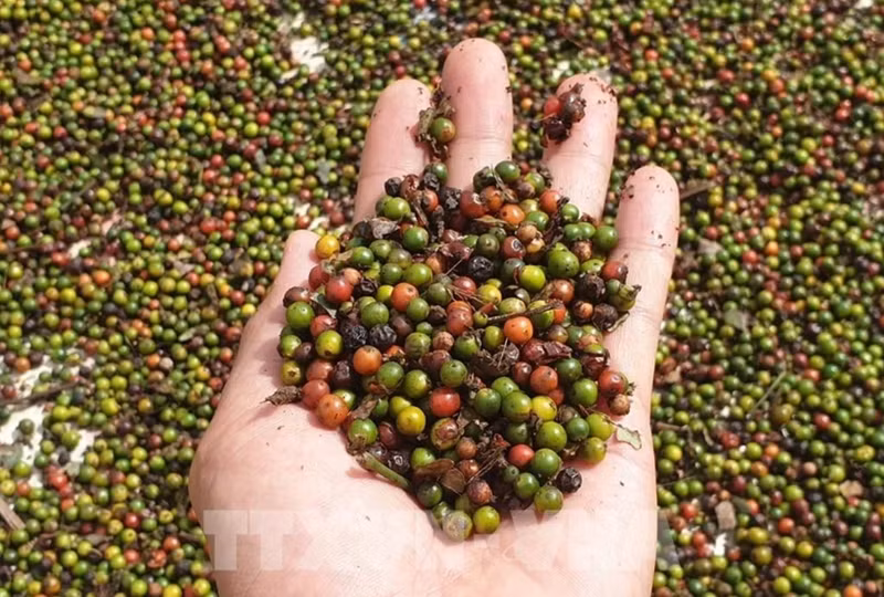 Rien qu'en novembre, le Vietnam a expédié à l'étranger 15 948 tonnes de poivre de tous types, d'une valeur de 106,5 millions de dollars. (Photo : VNA)