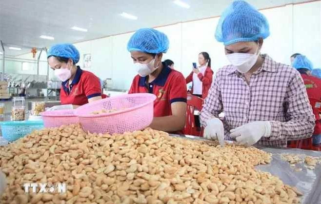 Emballage de noix de cajou dans une entreprise à Binh Phuoc. Photo: VNA