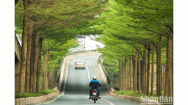Contempler de beaux arbres à Hanoï ảnh 5