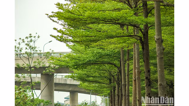 Les rangées de badamiers créent une scène magnifique et paisible. Photo : NDEL.