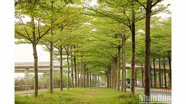 Les rangées de badamiers créent une scène magnifique et paisible. Photo : NDEL.