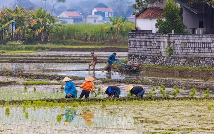 L'image des agriculteurs travaillant dans les rizières de Pù Luông impressionne les touristes internationaux. Photo : Alamy.
