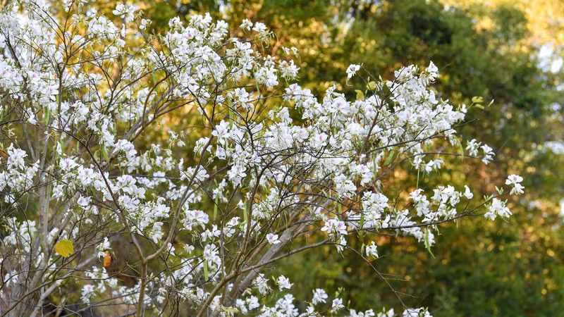 Les fleurs de Bauhinie ne fleurissent pas seulement dans les zones montagneuses, mais également dans la ville de Muong Thanh, ornant les rues de Vo Nguyên Giap, Nguyên Huu Tho, la route nationale 279 traversant la commune de Nà Nhan et la colline Him Lam, porte d'entrée de la ville de Diên Biên Phu. Photo: Nhandan.vn