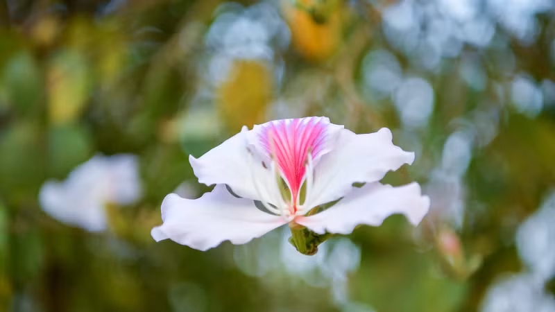 La fleur de bauhinie a quatre ou cinq pétales et un doux parfum. Photo: Nhandan.vn