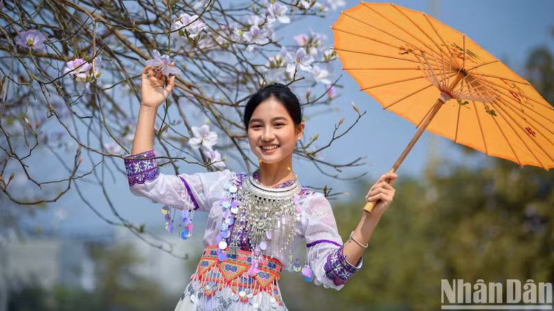 La beauté des filles du nord-ouest à côté des fleurs de bauhinie de Diên Biên. Photo: Nhandan.vn