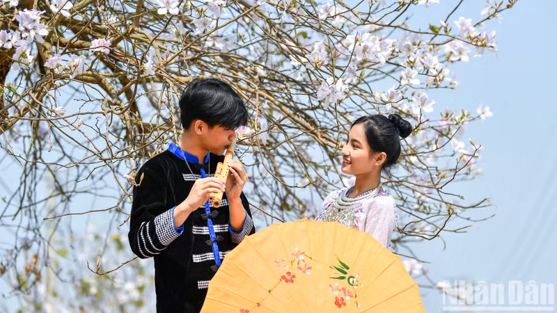 Pour les habitants, la fleur de bauhinie symbolise la fidélité et la beauté des femmes. Photo: Nhandan.vn