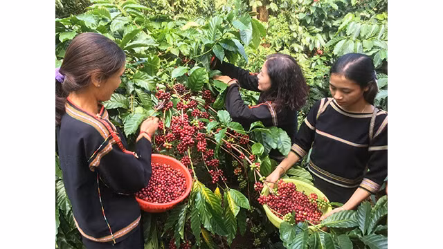 Actuellement, la demande mondiale de café Robusta vietnamien est très grande. Photo : congthuong.vn