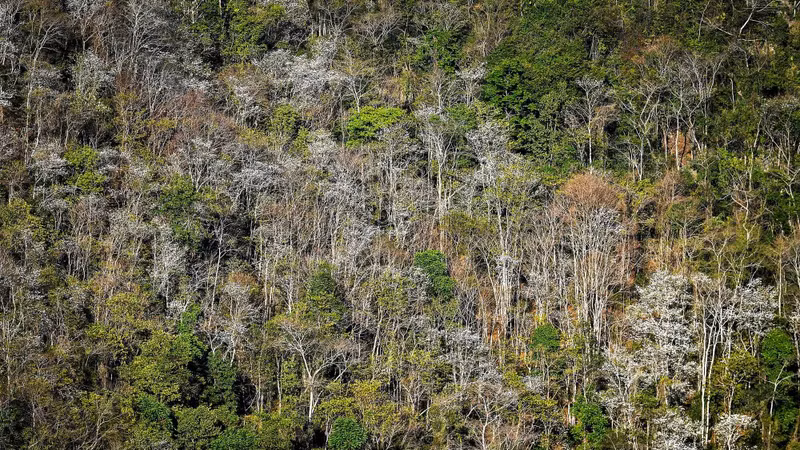 La fleur de bauhinie orne les districts de Muong Ang, Diên Biên, Diên Biên Dông et Tua Chùa. Photo: Nhandan.vn