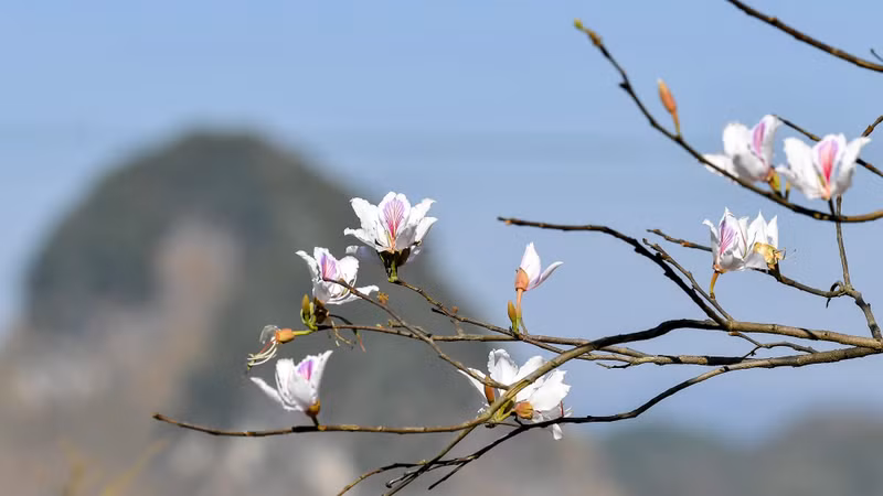 La saison des fleurs de bauhinie dans les montagnes et les forêts de la cuvette de Diên Biên. Photo: Nhandan.vn
