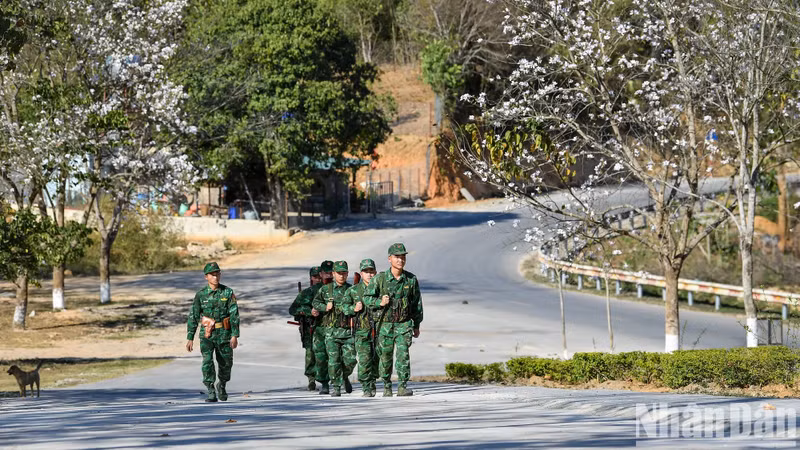 Les fleurs de bauhinie à la porte frontière internationale de Tây Trang. Photo: Nhandan.vn