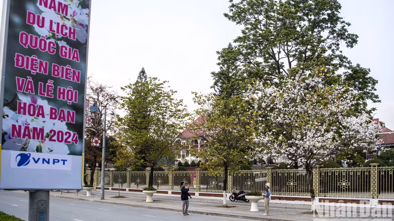 Le Festival des fleurs de bauhinie de 2024 aura lieu dans quelques jours. Les rues accueillent les visiteurs. Photo: Nhandan.vn