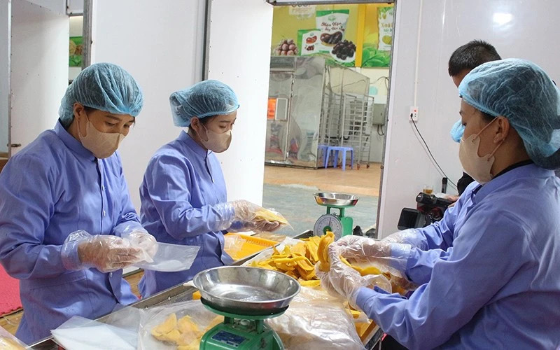 L'emballage des produits à la coopérative agricole de Quyêt Thanh à Môc Châu, province de Son La. Photo : NDEL.