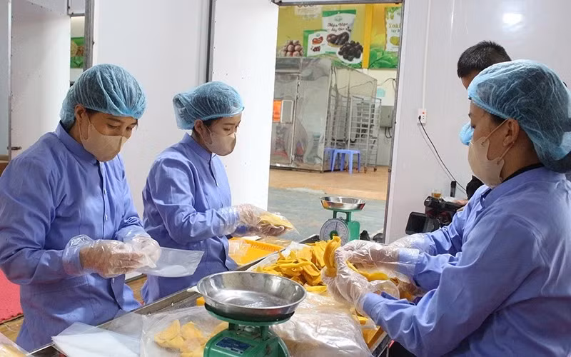 L'emballage des produits à la coopérative agricole de Quyêt Thanh à Môc Châu, province de Son La. Photo : NDEL.