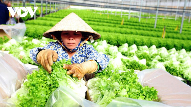 Le Vietnam accorde une grande importance à l'exportation légale de produits agricoles vers les marchés clés. Photo : VOV.