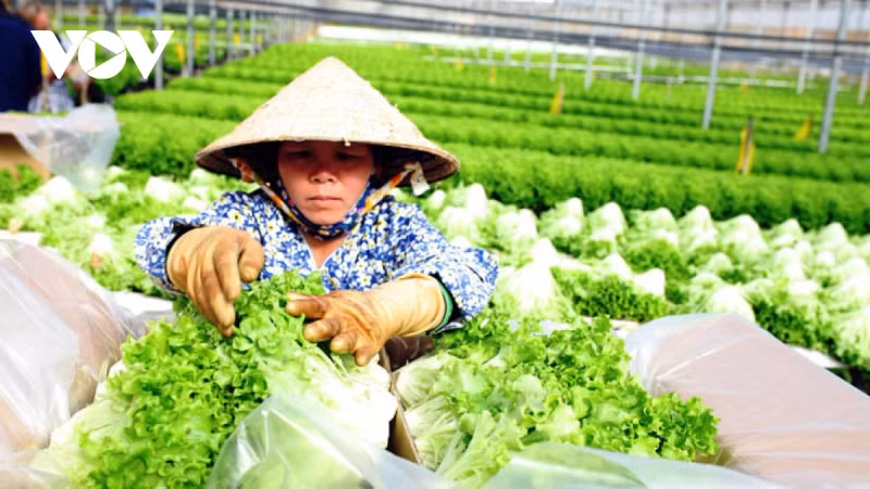 Le Vietnam accorde une grande importance à l'exportation légale de produits agricoles vers les marchés clés. Photo : VOV.