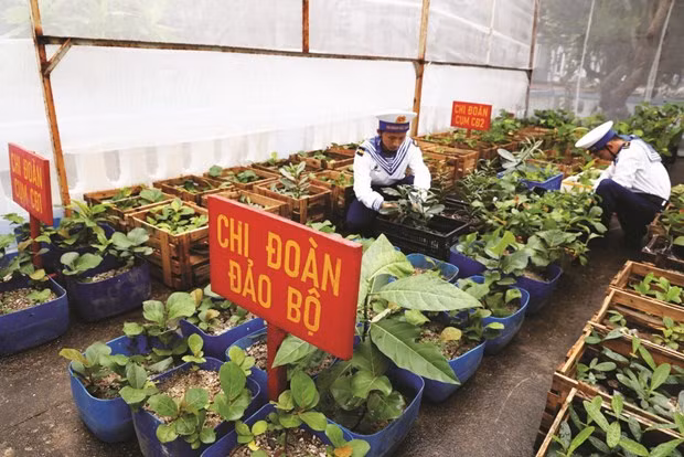 Soldats sur les îles de Truong Sa prenant soin des semis avant de les planter. Photo : VNA