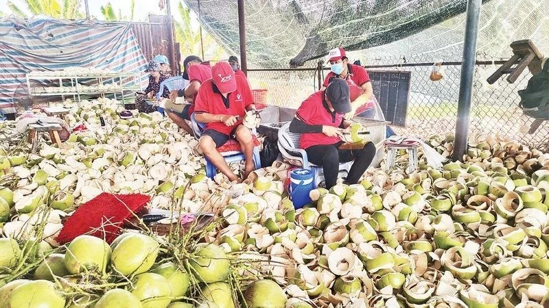 Le prix de la noix de coco fraîche a augmenté d’environ 110 à 120 %, tandis que celui de la noix de coco brute a grimpé de 150 % par rapport à la même période de l’année dernière. Photo: nhandan.vn