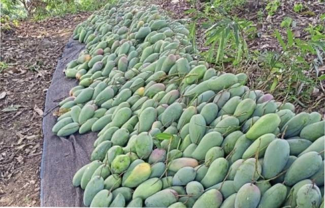 La production de mangues de cette année est estimée à près de 5 500 tonnes. Photo : VOV.