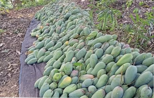 La production de mangues de cette année est estimée à près de 5 500 tonnes. Photo : VOV.