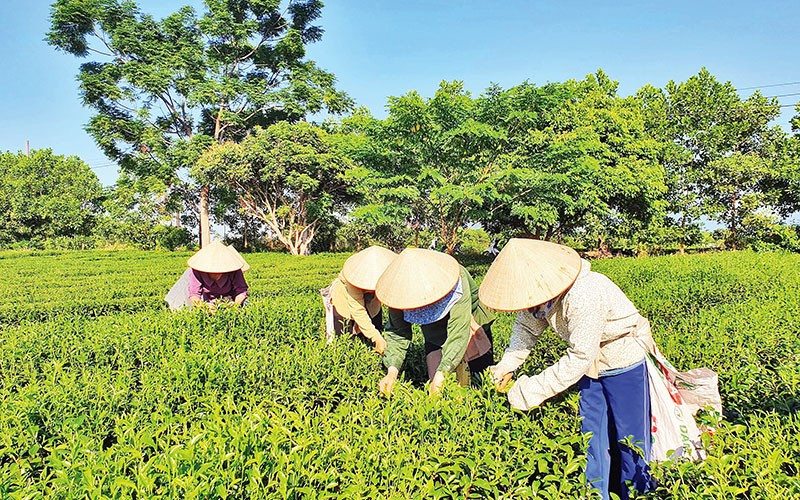 Récolte du thé dans la commune de Quang Long, district de Hai Ha, province de Quang Ninh. Photo : NDEL