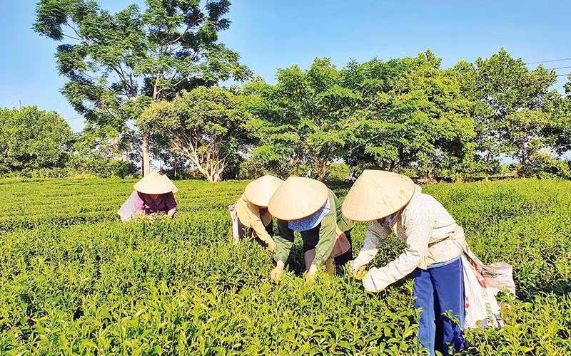 Récolte du thé dans la commune de Quang Long, district de Hai Ha, province de Quang Ninh. Photo : NDEL