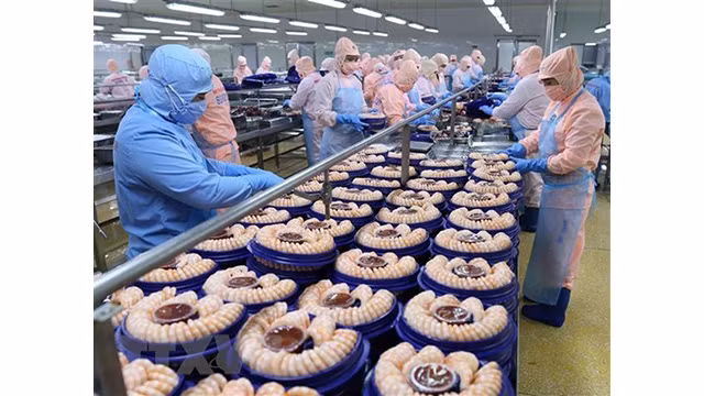 La transformation de crevettes pour l'exportation à la compagnie par actions des produits aquatiques de Minh Phu. Photo : VNA. 