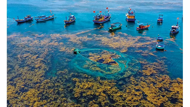 L'île Hon Khô a révélé sa beauté magique dans la saison des algues. Photo : Hanoimoi.vn