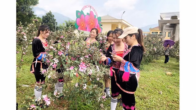 La ville de Mong Cai construire le village culturel des Dao Thanh Y dans la commune de Hai Son. Photo : VOV.