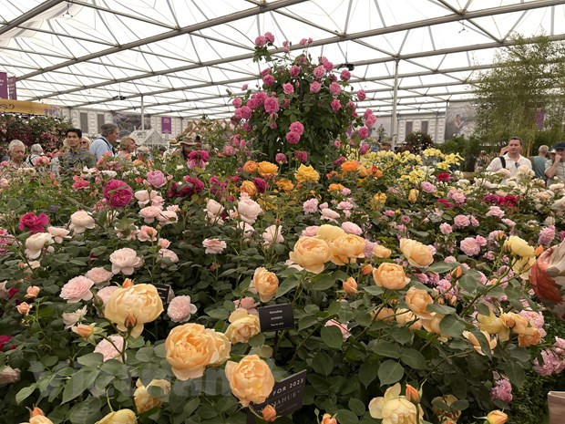 Jardin de fleurs David Austin lors du Chelsea Flower Show 2023. Photo: VNA