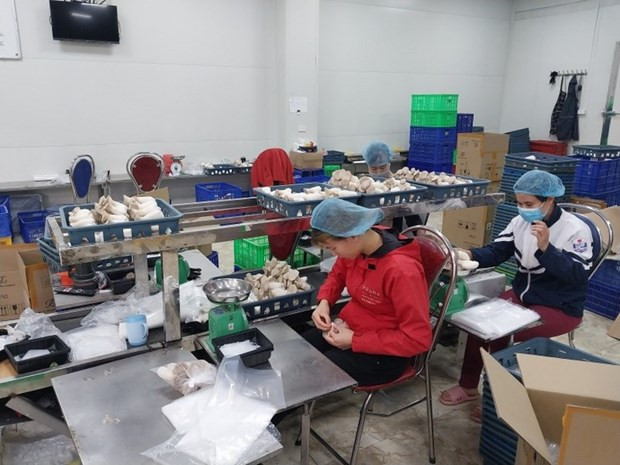 L’entreprise Phùng Gia et la production des champignons Photo : VOV.